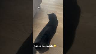 Can gatto da riporto🤣cat kitten sweet catlover funny [upl. by Lambard]