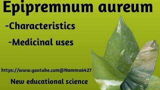 Epipremnum aureum and characteristics amp their medicinal uses httpswwwyoutubecomNammu6427 [upl. by Kreitman]