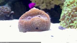 Lobophyllia Brain Coral Time Lapse [upl. by Akerahs]