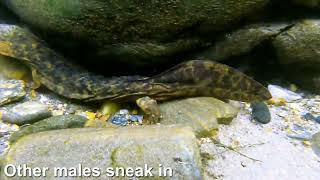 Hellbender Breeding Season Rare Behaviors [upl. by Wanfried]