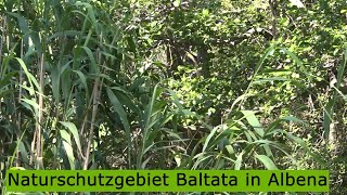 Naturschutzgebiet Baltata in Albena [upl. by Aettam13]