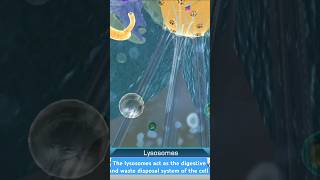 quot3D animation of lysosomes inside the cell quotcytology students medico biology [upl. by Nasah]