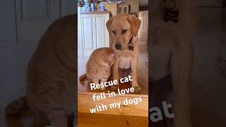 I rescued an animal hoarding house cat This is Mo’s story rescuestory wholesomecats catanddog [upl. by Ainecey]