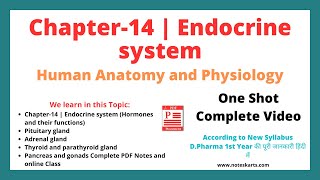 Chapter 14 Endocrine system Complete Class 2024 anatomy and physiology chapter 14 by Noteskarts [upl. by Sanborne771]