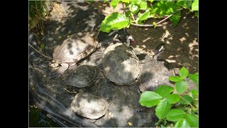 Schildpadden in de Nederlandse natuur [upl. by Preuss739]