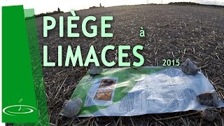 Limaces sur colza fabriquer un piège pour détecter leur présence 2015 [upl. by Afihtan]