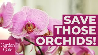 🌸How to Repot an Orchid🌸 [upl. by Urbain]