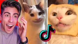 LOS GATOS MAS GRACIOSOS DE TIKTOK [upl. by Frederiksen383]