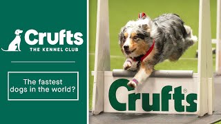 Dont Blink The FASTEST dogs in the world return to Crufts in Flyball 🐕💨 [upl. by Naesar]