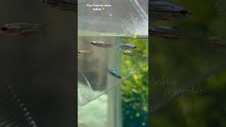 Best first food for betta babies🙀 😍 shorts bettafish breeding [upl. by Obrien937]