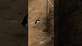 Funny Puffin on Skomer Island WALES funnyshort funnyanimalvideos puffins [upl. by Oiuqise]