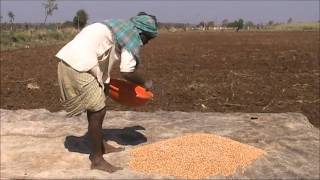 Ground nut seed treatment Kannada BAIF Karnataka [upl. by Lrak422]