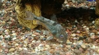 Incredible LFS Find Biggest Peppered Cory Ive Ever Seen Corydoras paleatus [upl. by Tomasz]