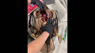 RedTailed Hawk Necropsy  Anticoagulant Rodenticide Effects on a Raptor [upl. by Nawram887]