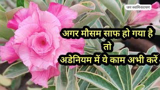 Adenium Pruning  अडेनियम की शाखाओं को क्यों कब और कैसे काटे  Adenium Cutting [upl. by Newmann183]