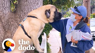 Dog Waits By The Door Every Morning So He Can Greet His Favorite Mailwoman  The Dodo [upl. by Nezam]