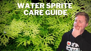 How to Care for Water Sprite  Water Fern Aquatic Plant [upl. by Sahc]