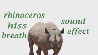 The Animal Sounds Rhinoceros Sounds  Sound Effect  Animation [upl. by Arramahs84]