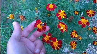 How to Collect Marigold Seeds [upl. by Anirav946]