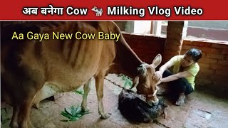 Ab banega cow 🐄 milking video  Aa Gaya new cow baby  cow video [upl. by Hynes]