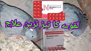 How To Cure Pigeon Paralysis  Lakwe Ka Ilaj  Medicine For Pigeon Neck Twisting [upl. by Erdreid410]