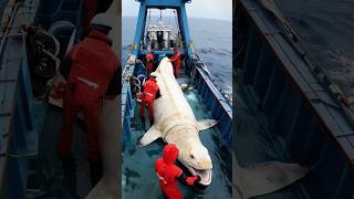 Giant Sea Monster Caught by Fishermen [upl. by Anielram239]