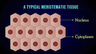 MERISTEMATIC TISSUE  Characteristic  Apical  Intercalary  Lateral meristem [upl. by Nabla]