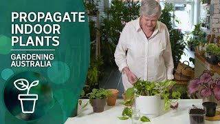 Four simple ways to propagate indoor plants  Indoor Gardens  Gardening Australia [upl. by Hgiellek824]