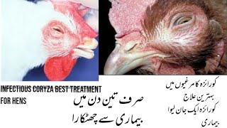 Infectious coryza best treatment in hens  Best Medicine which give result in 3 days [upl. by Cher660]