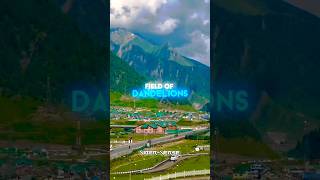 DandelionsRuth B Lyrics  Aesthetic Song Edit  song music 4k aesthetic [upl. by Odyssey362]