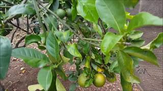 Como fazer inseticida natural para combater fumagina em citrus [upl. by Ahsiki]