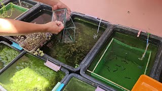 Natural Outdoor Fish Setup Harvesting Gold Guppies And Preparing Fresh Live Daphnia [upl. by Anair]