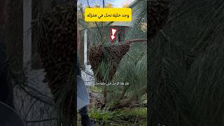 وجد خلية نحل في حديقة للمنزل  فقام بعمل بطولي 👌 [upl. by Royall52]