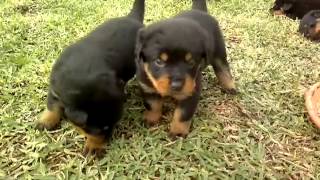 Cachorros Rottweiler jugando [upl. by Duff]