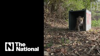 The Brazilian blaze that blighted its wildlife [upl. by Severson831]