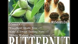 Butternut AKA White Walnut Juglans cinerea Shade Tree Sweet Tasting Nuts SEEDS on wwwMySeedsCo [upl. by Dira216]