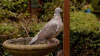 Bedraggled woodpigeon [upl. by Felicie]