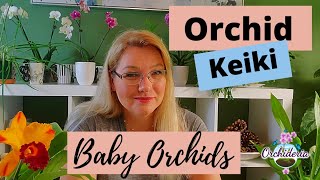 Orchid Keikis  Your Top 8 Questions Answered [upl. by Pugh]