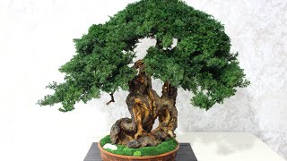 Preserved Bonsai tree for your interior is one of the best solutions 2126quot 54 cm [upl. by Seavey]