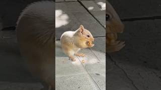 Is this chipmunk albino unusual wildlife albino shorts [upl. by Serilda316]