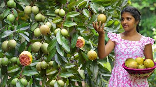 Fresh Guava🍈🍉Harvest in our backyard and Crispy Crabs recipe [upl. by Thorin49]