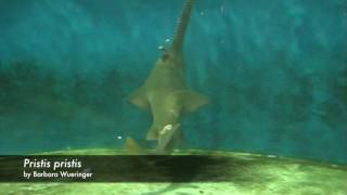 sawfish feeding behaviour [upl. by Rosenkrantz]