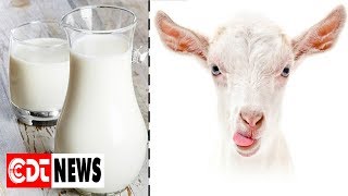 13 Proven Benefits Of Goat Milk To Boost Your Health  CDT NEWS [upl. by Nauqit288]