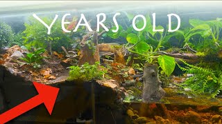 Years old rainforest ecosystem vivarium over time this happened [upl. by Devan]