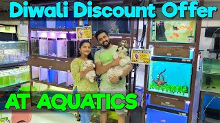 AT Aquatics Shares Top Diwali Discount Fish Stock Picks [upl. by Kerby316]