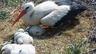 Čápi Ústí nad Orlicí  Přímý zásah a nadýchaný polštářek  Direct hit and fluffy pillow [upl. by Clarise238]