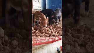 Piglets eating mice funny kitten cute catlover animals minecraft [upl. by Aela987]