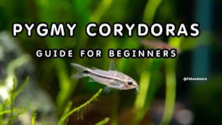 PYGMY CORYDORAS  FULL GUIDE ON PYGMY CORYDORAS BREEDING TANK SIZE DIET PERFECT CONDITIONS [upl. by Benia]