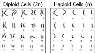 Haploid vs Diploid [upl. by Suoivart795]