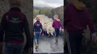 Next generation are always ready to help the sheep gathering bordercollie youtubeshorts hogiau [upl. by Fromma]